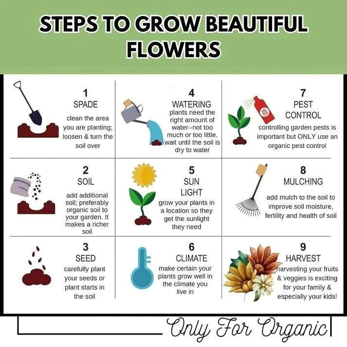 Premium Hybrid Flower Seed Combo