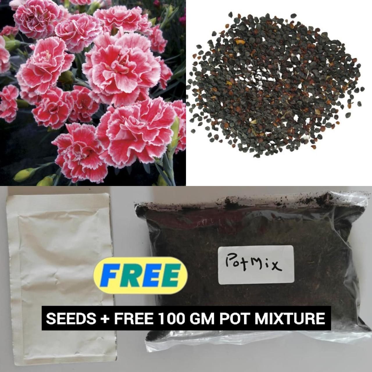 Carnation Seeds Combo Pack (coco peat + seeding tray + vermicompost + seeds)