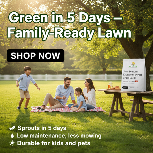 Four Seasons Evergreen Dwarf Grass Seeds