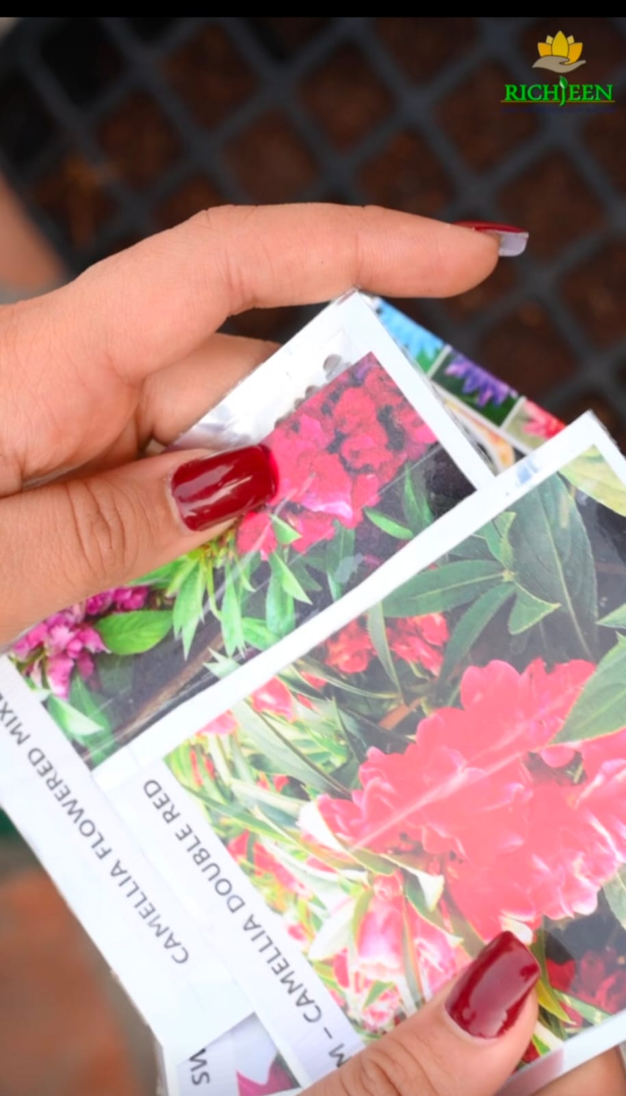 Premium Hybrid Flower Seed Combo