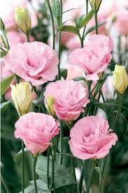 šø Multicolor Lisianthus Flower Seeds šø