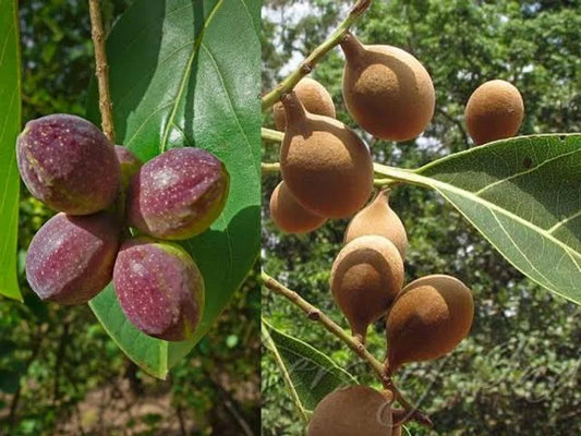 Baheda : Unlimited Benefits