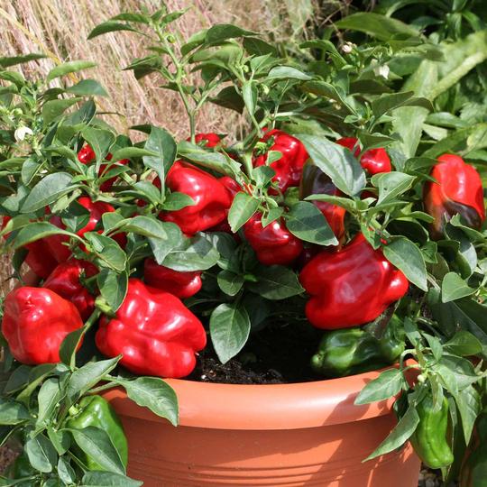 4 Different Color Capsicum Hybrid Seeds Packet