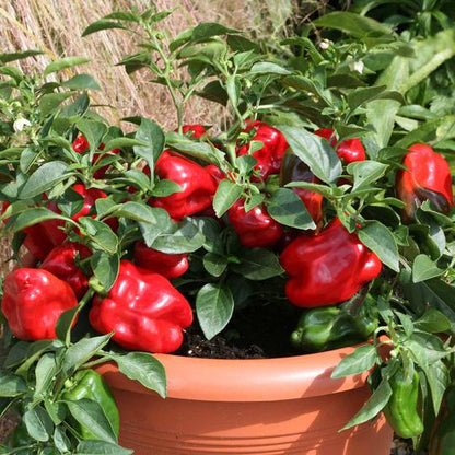 4 Different Color Capsicum Hybrid Seeds Packet