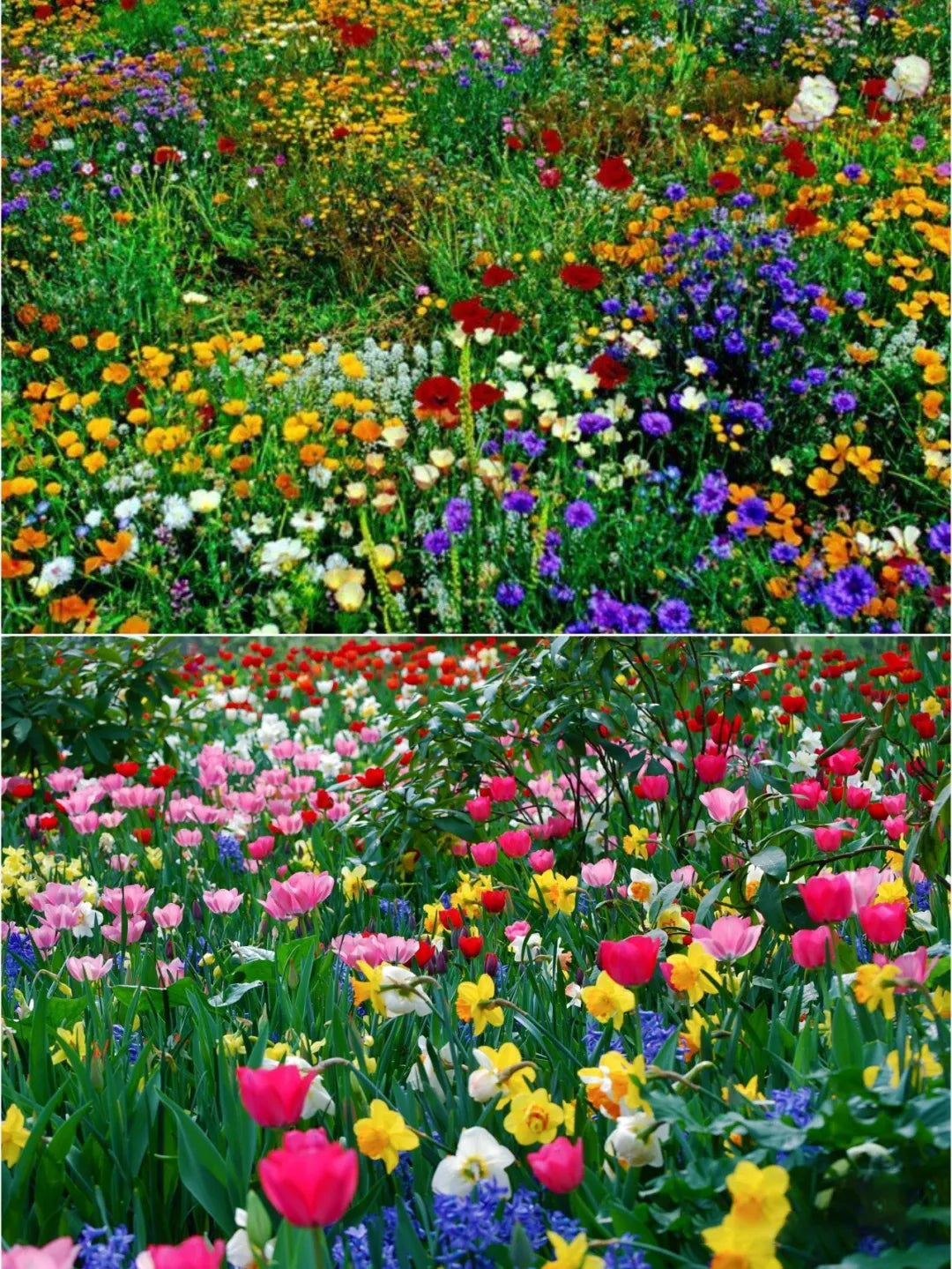 Premium Flower seeds (Buy 1 Get 1 Free)