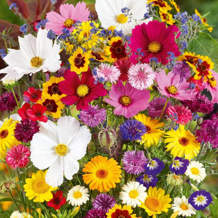 quality flower seeds Premium Quality Flower seeds – Richjeen Healthcare