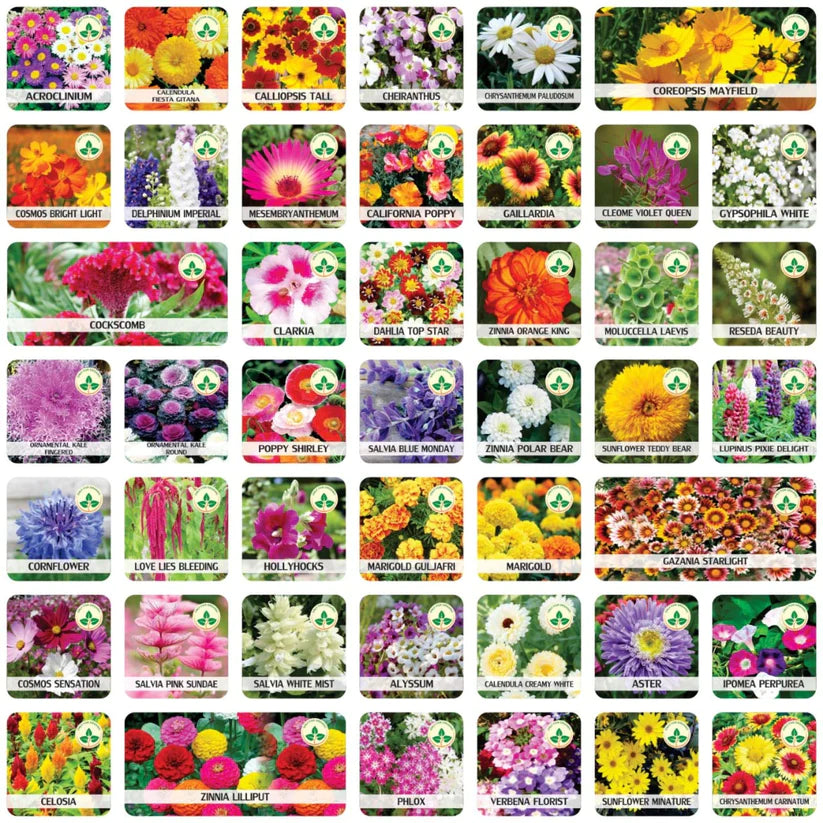 Premium Flower seeds (Buy 1 Get 1 Free)