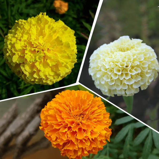 3 Different Color Varieties of Marigold Seeds Combo Pack