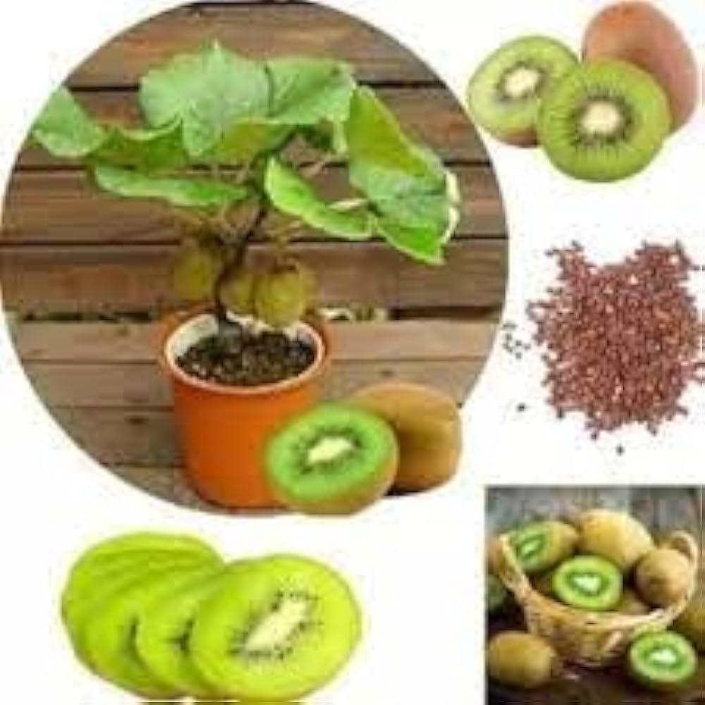 Emerald Gold Kiwi – High-Yielding Fruit Seeds