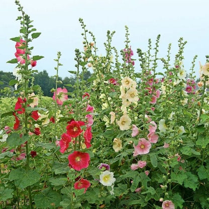 Hollyhock Mixed Color - Flower Seeds