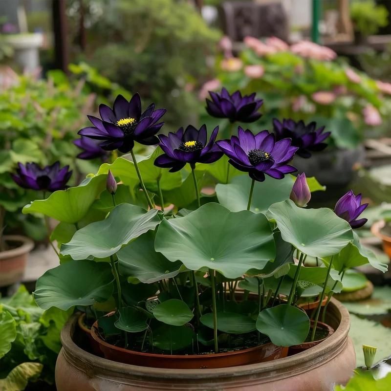 black lotus flower seeds Midnight Purple Lotus Seeds – Richjeen Healthcare