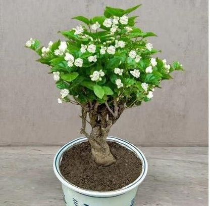 Premium Double Jasmine Seeds