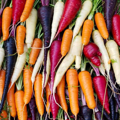 3 Different Color Varieties Carrot Seeds Combo Pack 50