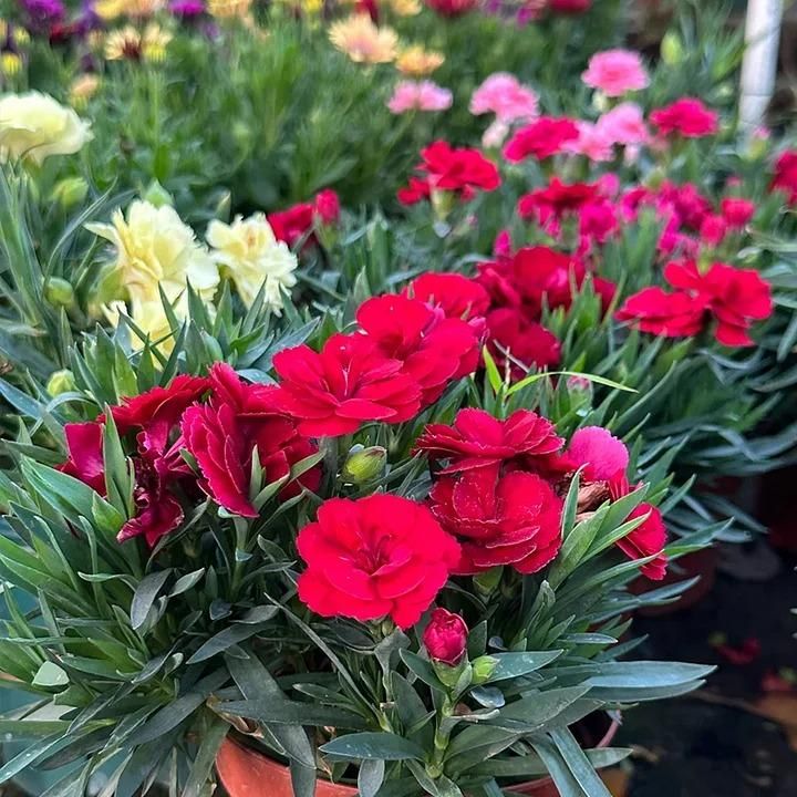 Carnation Seeds Combo Pack (coco peat + seeding tray + vermicompost + seeds)