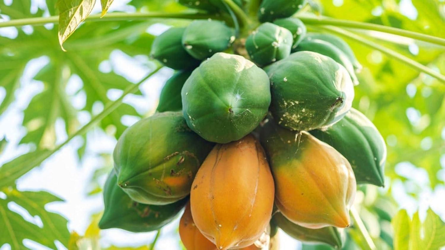 Big Harvest, Small Space: Premium Hybrid Dwarf Papaya Seeds 🥭+ Plant Growth Supplement Free