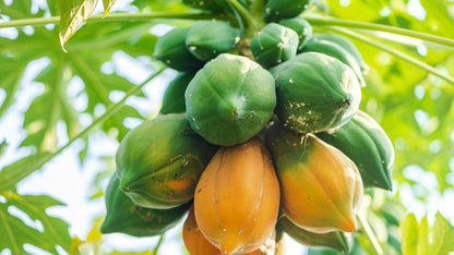 Big Harvest, Small Space: Premium Hybrid Dwarf Papaya Seeds 🥭+ Plant Growth Supplement Free