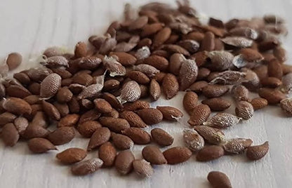 Emerald Gold Kiwi – High-Yielding Fruit Seeds