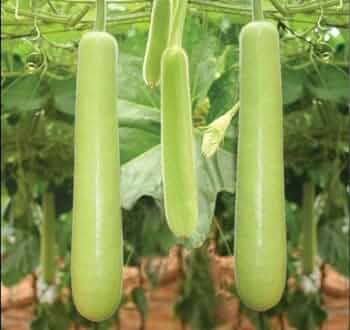 3 Different Varieties Bottle Gourd Seeds Combo Pack