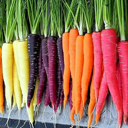 3 Different Color Varieties Carrot Seeds Combo Pack 50