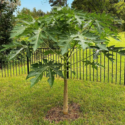 Big Harvest, Small Space: Premium Hybrid Dwarf Papaya Seeds 🥭+ Plant Growth Supplement Free