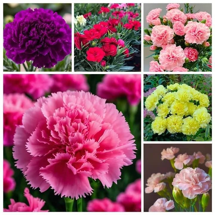 Carnation Seeds Combo Pack (coco peat + seeding tray + vermicompost + seeds)