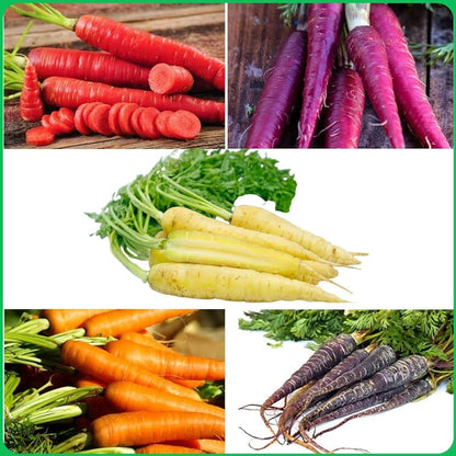 3 Different Color Varieties Carrot Seeds Combo Pack 50