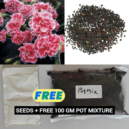 Carnation Seeds Combo Pack (coco peat + seeding tray + vermicompost + seeds)
