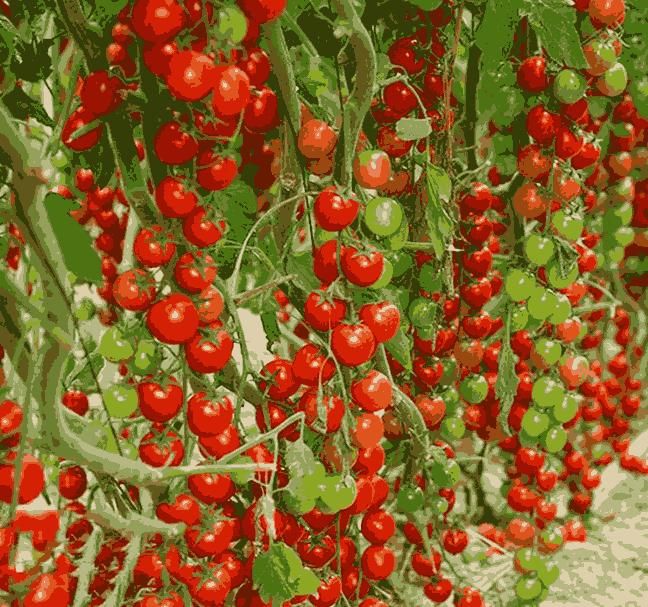Waterfall Tomato Seeds - High-Yielding Cherry Tomato Variety (300g Pack)