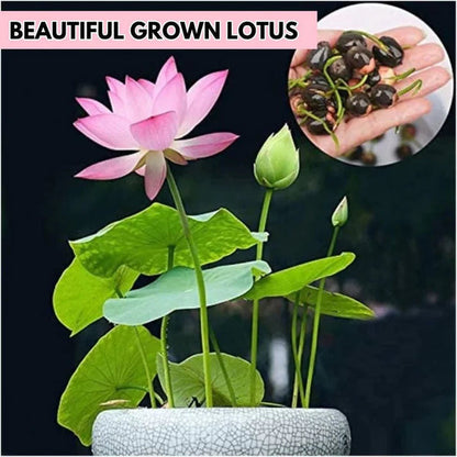 Enchanting Lotus Blossom Seeds