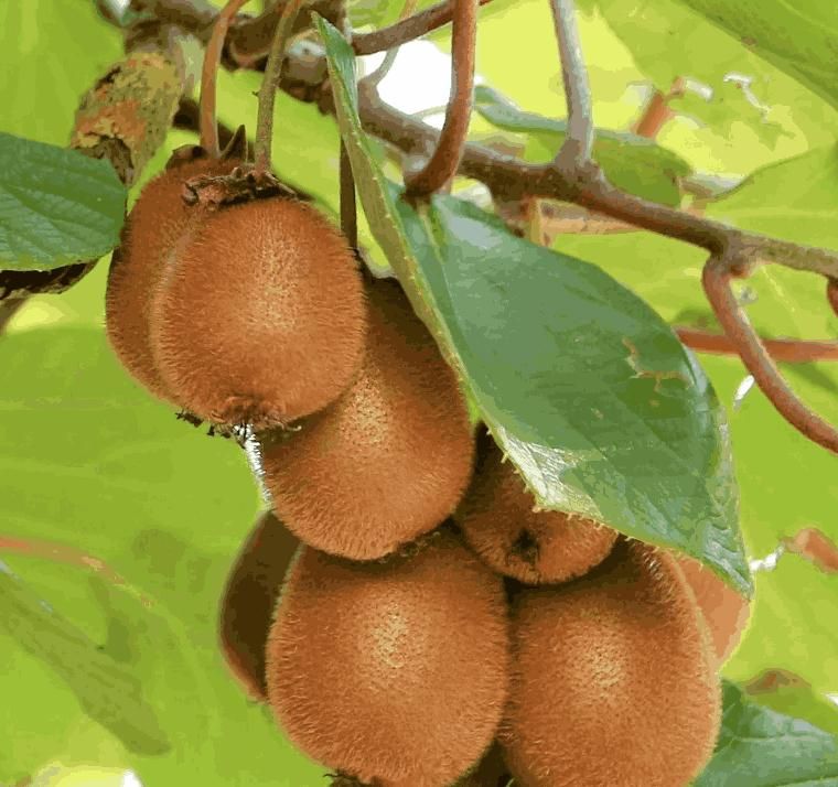 **Growing Kiwi in Your Kitchen Garden: A Guide for Gardening Lovers**
