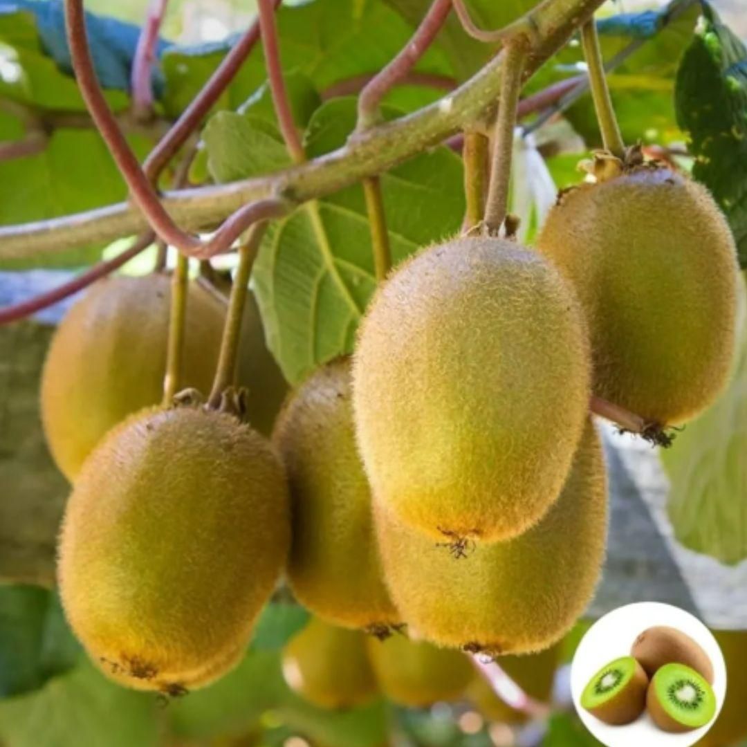 **Growing Kiwi in Your Kitchen Garden: A Guide for Gardening Lovers**