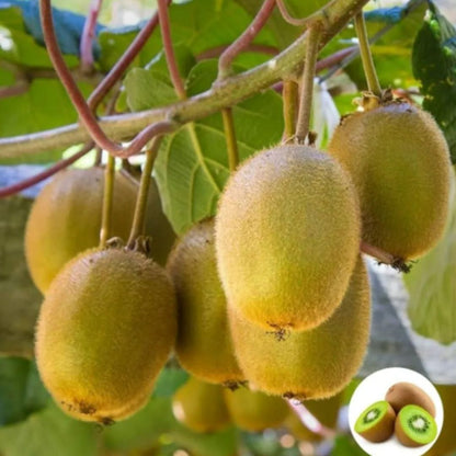 **Growing Kiwi in Your Kitchen Garden: A Guide for Gardening Lovers**