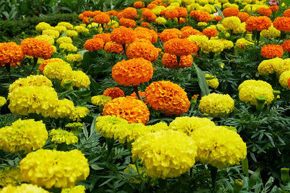 3 Different Color Varieties of Marigold Seeds Combo Pack