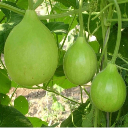 3 Different Varieties Bottle Gourd Seeds Combo Pack