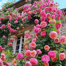 Elegant Climbing Rose Flower Seeds