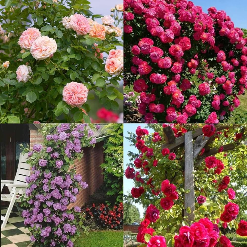 Elegant Climbing Rose Flower Seeds