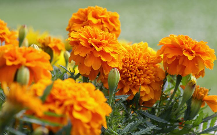 3 Different Color Varieties of Marigold Seeds Combo Pack