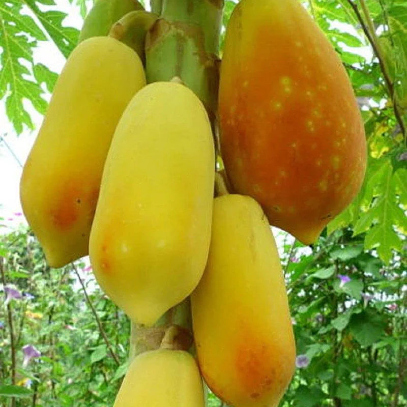 Golden Creamy Papaya Seeds