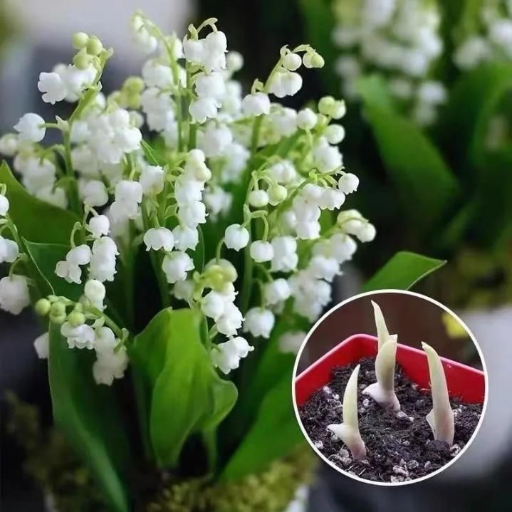 Breathtaking Elegance: Premium Lily Flower Seeds