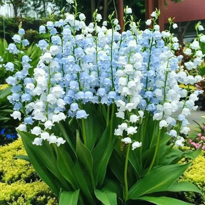 Breathtaking Elegance: Premium Lily Flower Seeds