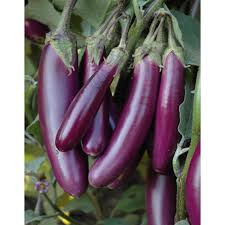 Long Purple Italian – Heirloom Eggplant Seeds