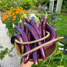 Long Purple Italian – Heirloom Eggplant Seeds