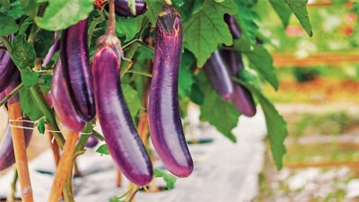 Long Purple Italian – Heirloom Eggplant Seeds