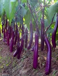 Long Purple Italian – Heirloom Eggplant Seeds