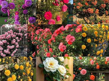 Elegant Climbing Rose Flower Seeds