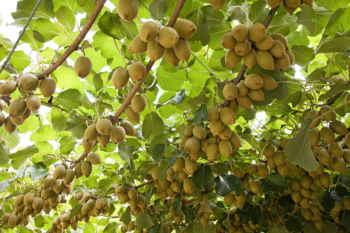 Emerald Gold Kiwi – High-Yielding Fruit Seeds