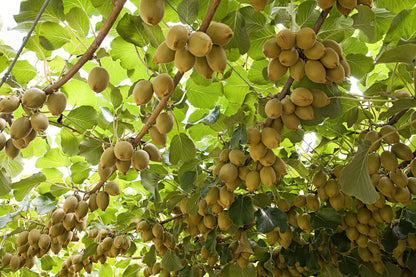 Emerald Gold Kiwi – High-Yielding Fruit Seeds