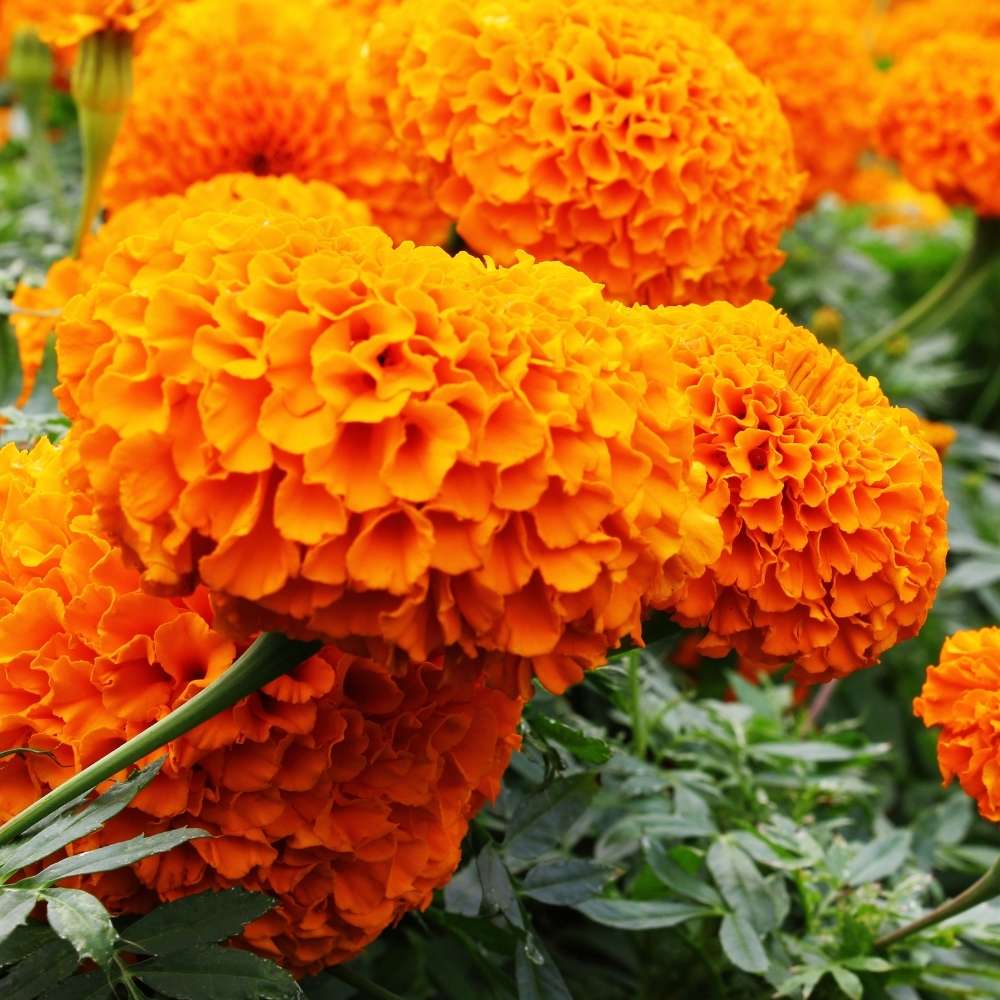 Marigold Orange Flower Seeds (Genda/ गेंदा के बीज)