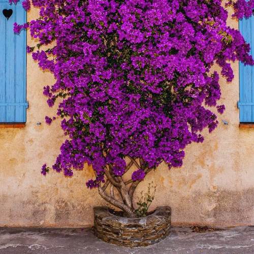 Mix Colour Bougainvillea Flower Seeds For Home Garden