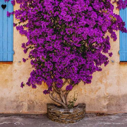 Mix Colour Bougainvillea Flower Seeds For Home Garden